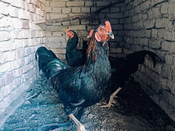 Chickens — أوزبكستان