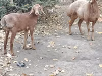 Oveja, Hissar sheep — foto 8