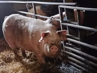 Säue, Schweine — Foto 2