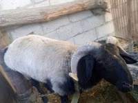 मेढ़ा, Blackheaded Persian sheep — फ़ोटो 2
