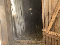 Widder, Schafe — Foto 1