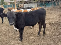 Bulle, Swiss cattle — Foto 2