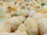 Chickens — Foto 1