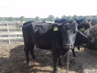 Kuh, Aberdeen-Angus — Foto 5