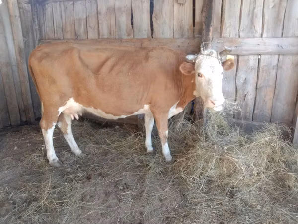 गाय, Simmental cattle — कज़ाखस्तान