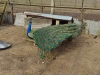 Turkeys — Foto 1