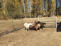 Oveja, Ovejas — foto 2
