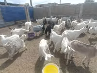 母山羊, Goats — 照片 3