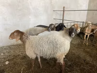 Schaf, Schafe — Foto 2
