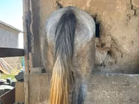 घोड़ा, Kazakh horse — फ़ोटो 3