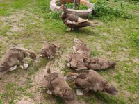 Ducks — Foto 6