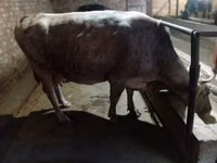 Cow, Alatau breed — photo 5