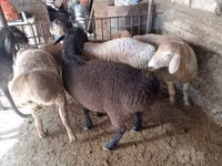 Widder, Rhon sheep — Foto 2