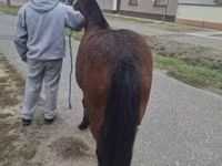 Mare, Horses — photo 1
