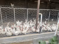 Leghorn — Foto 6