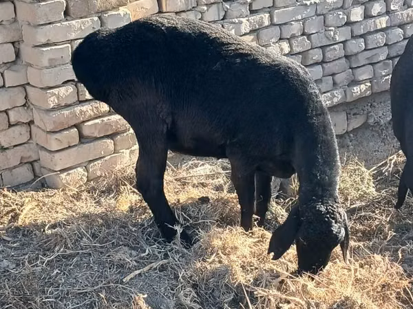 Кой, Койлор