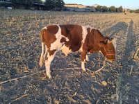 公牛, Simmental cattle — 照片 4
