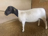 Schaf, Dorper sheep — Foto 1