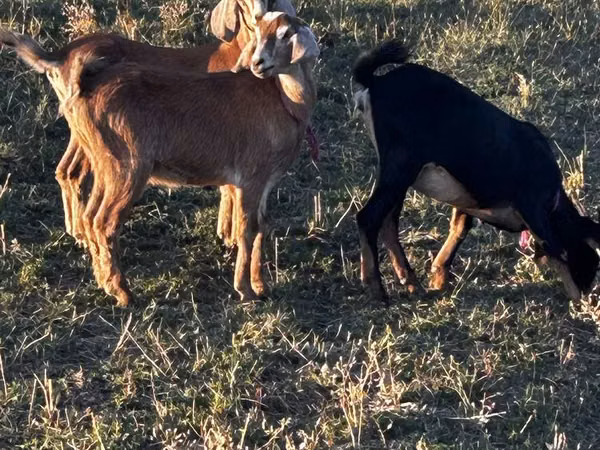 母山羊, Nubian Goat — 哈萨克斯坦