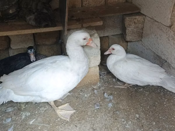 Ducks