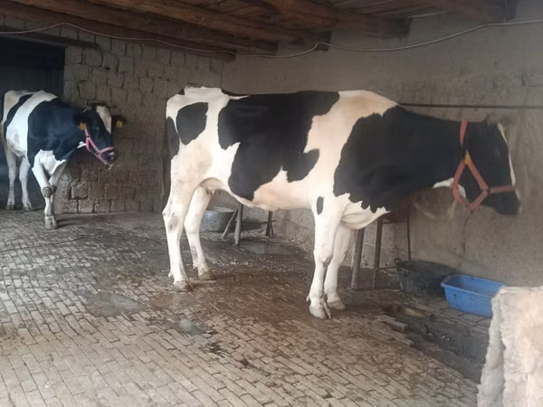 गाय, Russian Black pied cattle — उज़्बेकिस्तान