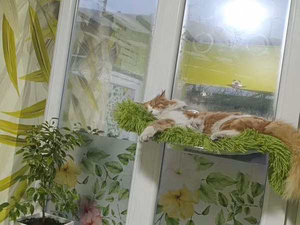 Лежанка для кота на присосках 55*32