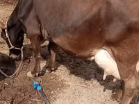 Vaca, Ganado vacuno — foto 5