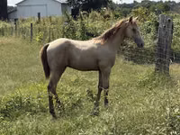 حصان, Kentucky mountain daddle horse — الصورة 7