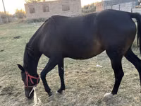 فرس, الخيول — الصورة 2