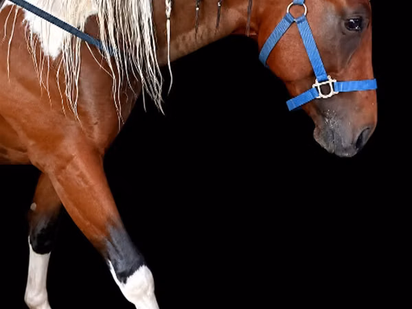 Horse (M), Thoroughbred horse