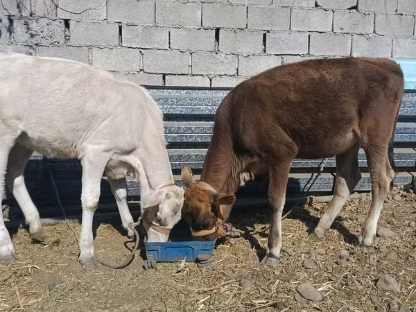 गाय, Swiss cattle