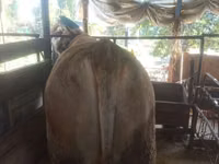 公牛, Simmental cattle — 照片 3