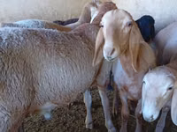 Widder, Arashan sheep — Foto 3