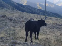 公牛, Aberdeen-Angus — 照片 1