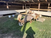 Qoʻchqor, Arashan sheep — 3-rasm