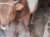 Toro, Ganado vacuno — foto 5
