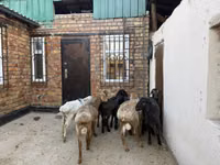 Кой, Рён кочкору — сүрөт 4