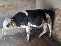 ثور, Russian Black pied cattle — الصورة 3