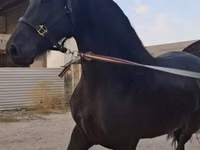 Stute, Friesian — Foto 4