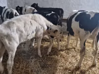 Rinder (Partie, Geschlecht nicht angegeben), Russian Black pied cattle — Foto 6