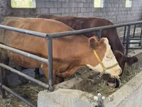 Sigir, Simmental cattle — 1-rasm