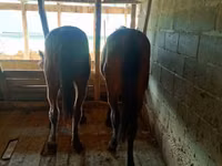Caballo, Caballos — foto 4