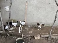 Chickens — 3-rasm
