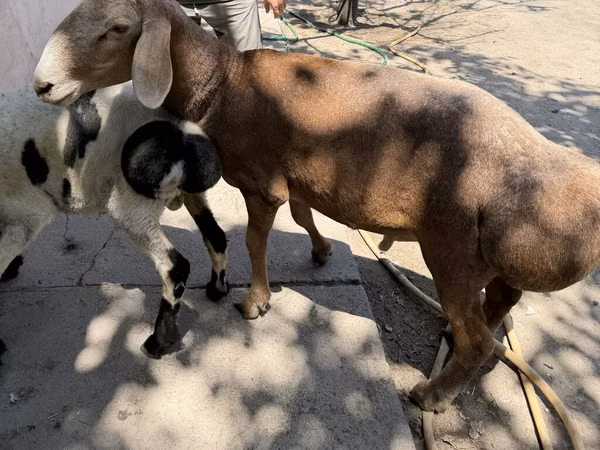 Widder, Arashan sheep