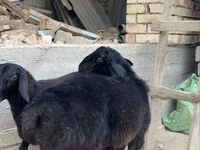 Ram, Sheep — photo 6
