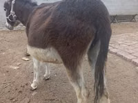 Yegua, Caballos — foto 2