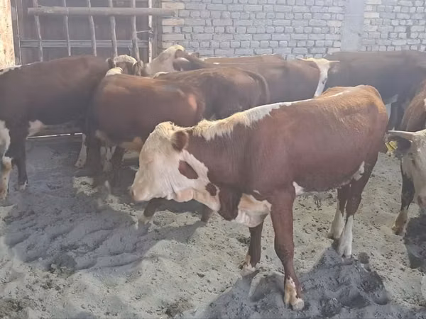 Rinder (Partie, Geschlecht nicht angegeben), Aberdeen-Angus — Usbekistan