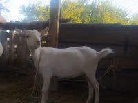 Cabra, Saanen goat — foto 3
