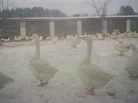 Cherry Valley — Foto 2