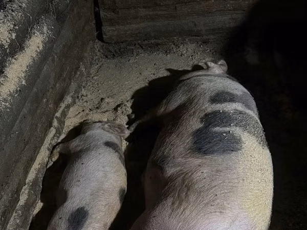 Eber, Schweine — Kasachstan